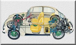 Beetle section